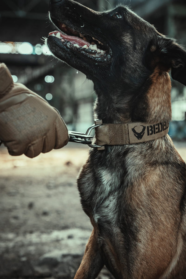 Malinois mit Einsatzhalsband und Namenspatch blickt zu seinem Hundeführer auf