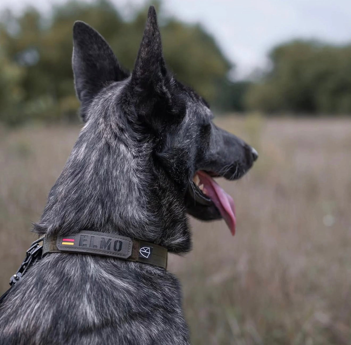 Halsband mit Namenspatch ELMO an einem Schäferhund