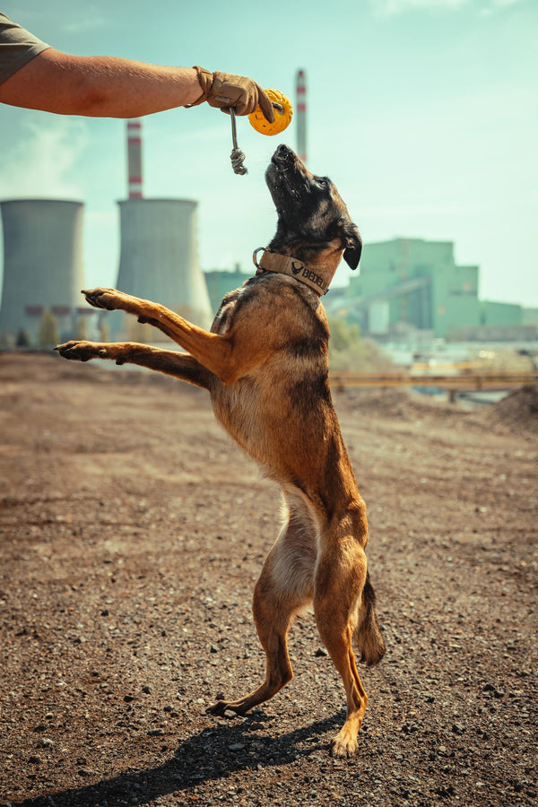Malinois richtet sich im Training nach dem Ball seines Hundeführers auf