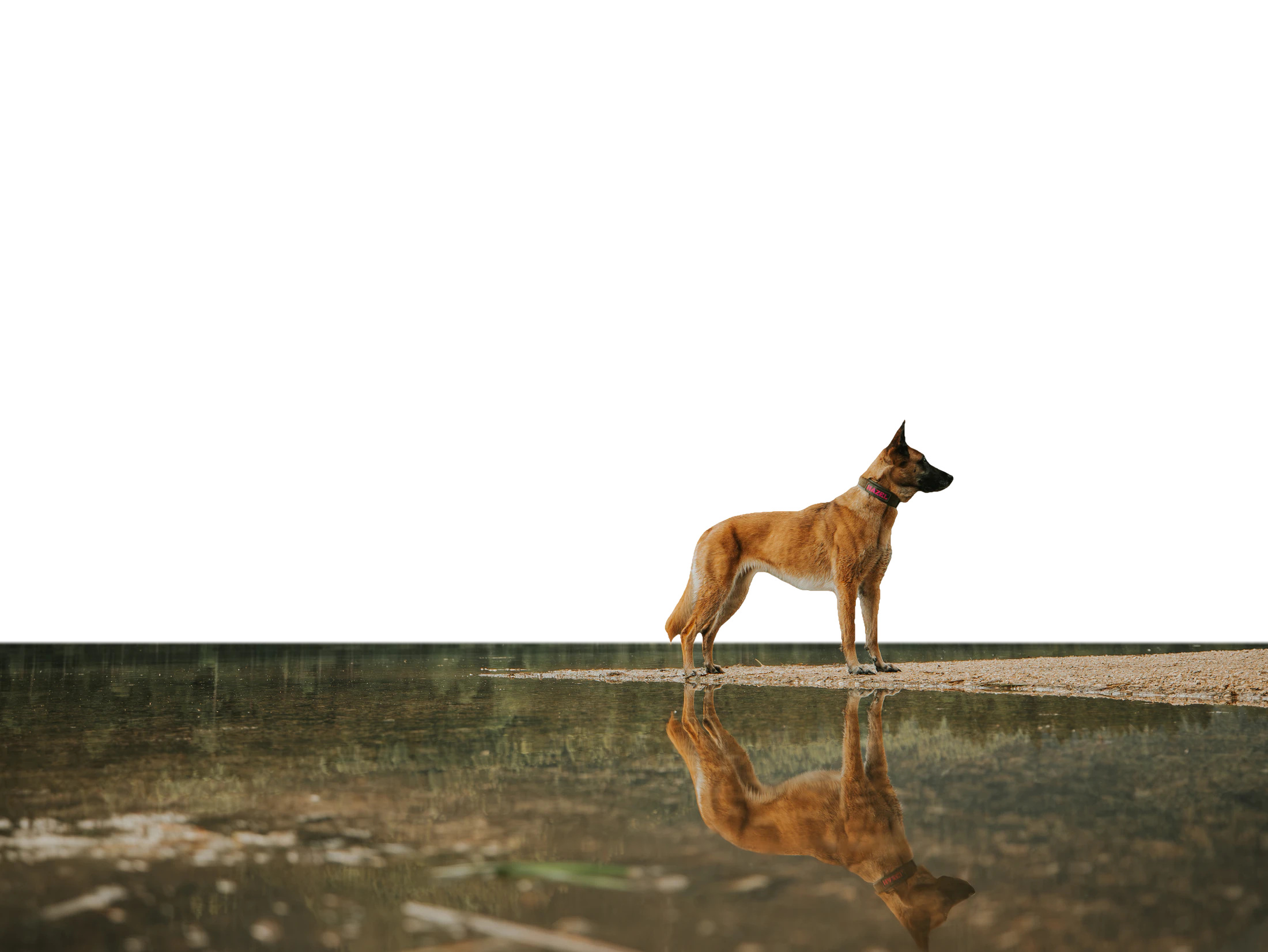 Malinois am Ufer eines Bergsees, im Wasser gespiegelt